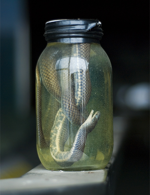 asama volcano museum snake in jar